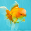 Red White Oranda Male 6 inches #090426OR_11
