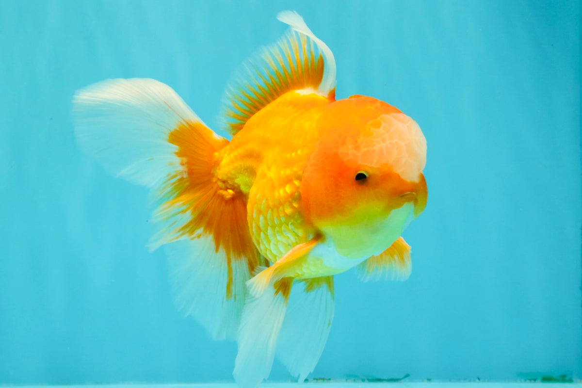 Red White Oranda Male 6 inches #090426OR_11