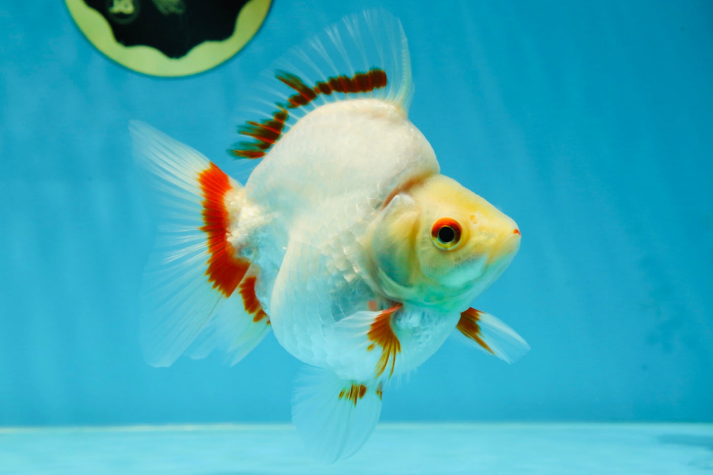 AAA Grade Red White Ryukin Female 5-5.5 inches #060625RK_33