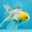 White Long Tail Oranda Male 5-5.5 inches #062025OR_15