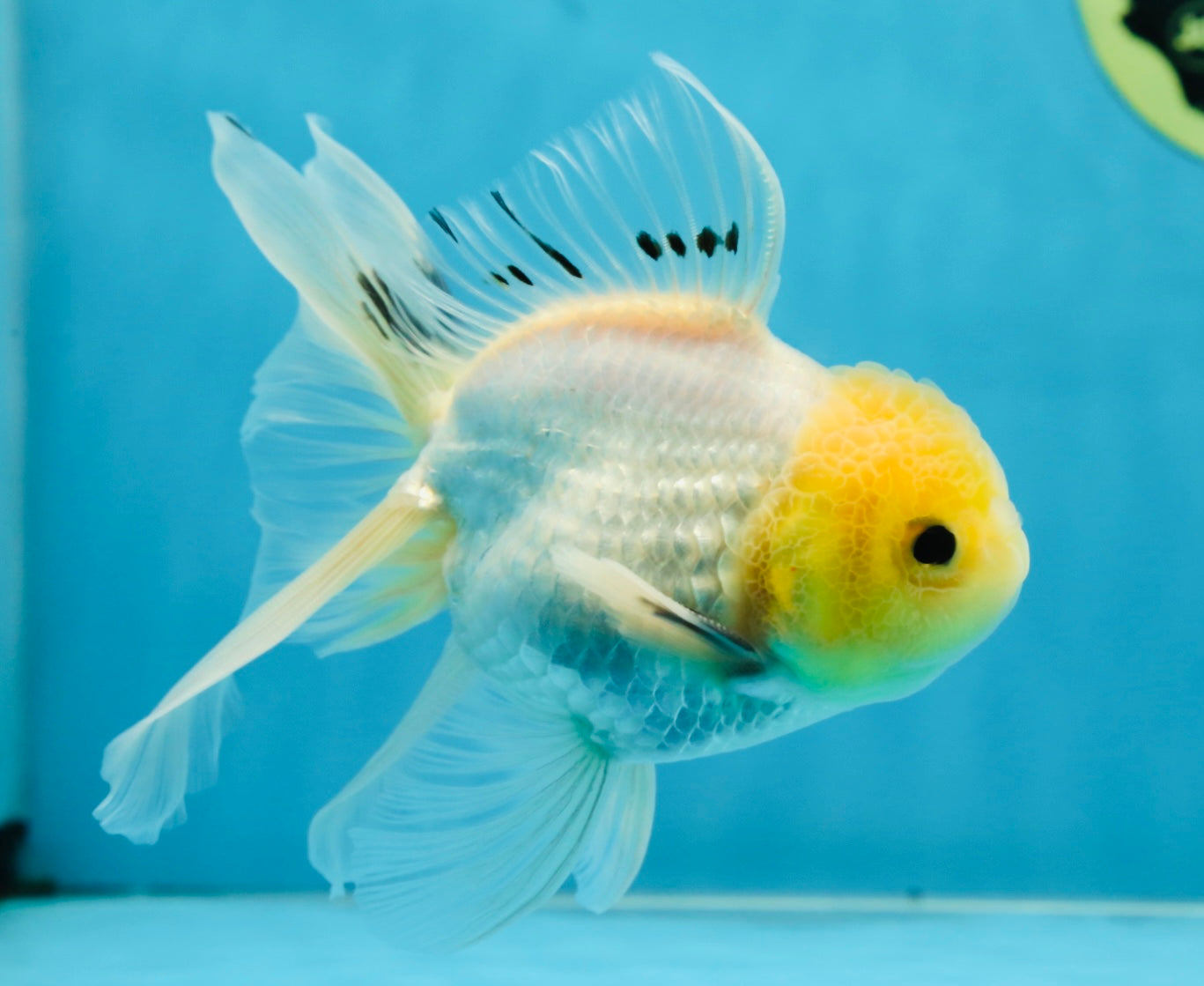White Long Tail Oranda Male 5-5.5 inches #062025OR_15