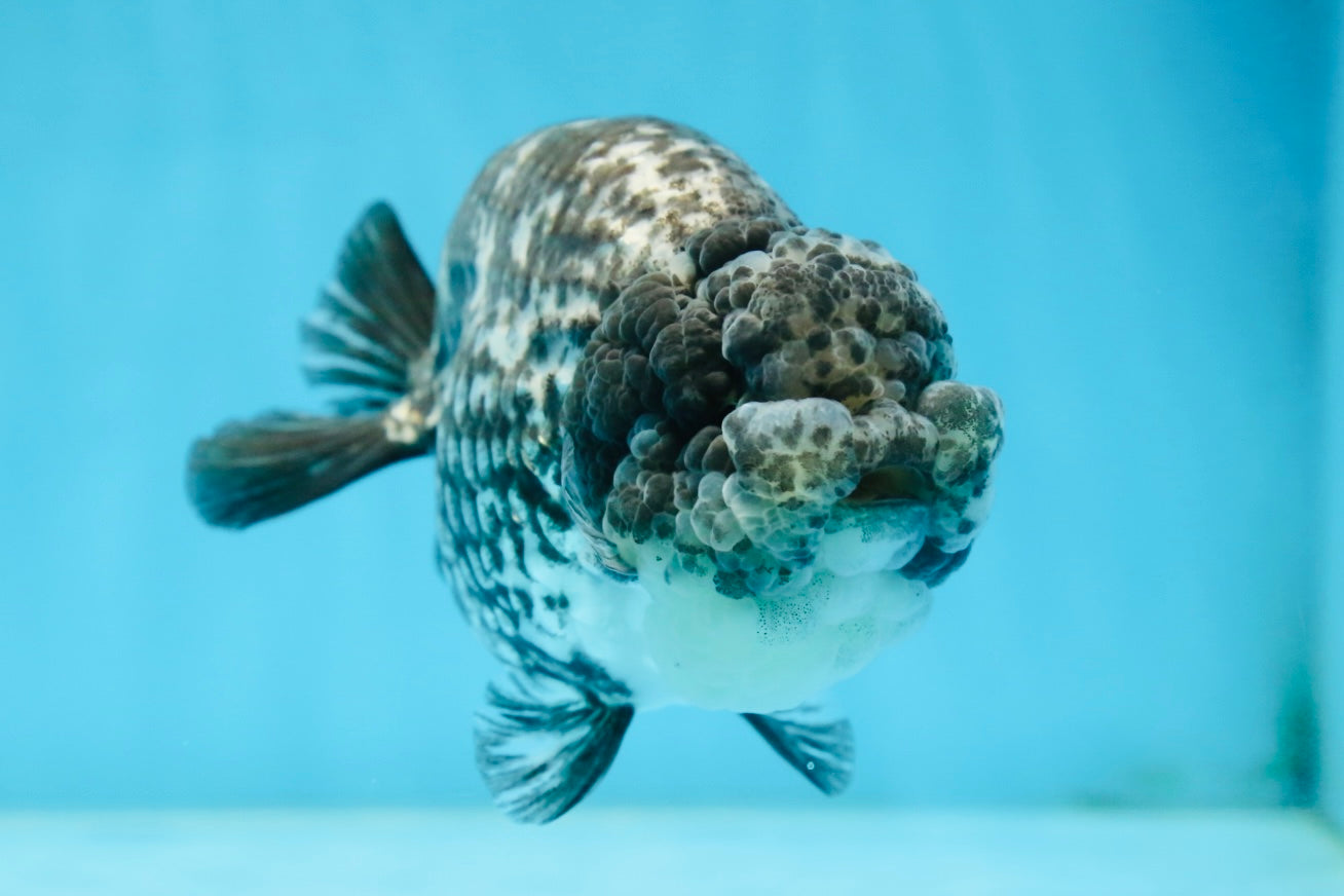 AAA Grade White Tiger LionQueen 5-5.5 inches #081525LC_04