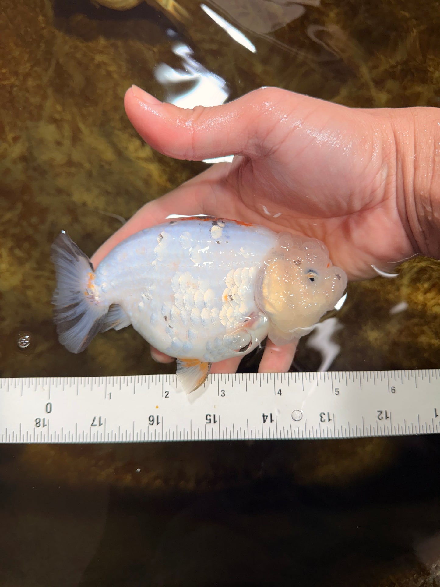 White Sakura LionChu Female 5 inches #121925LC_06