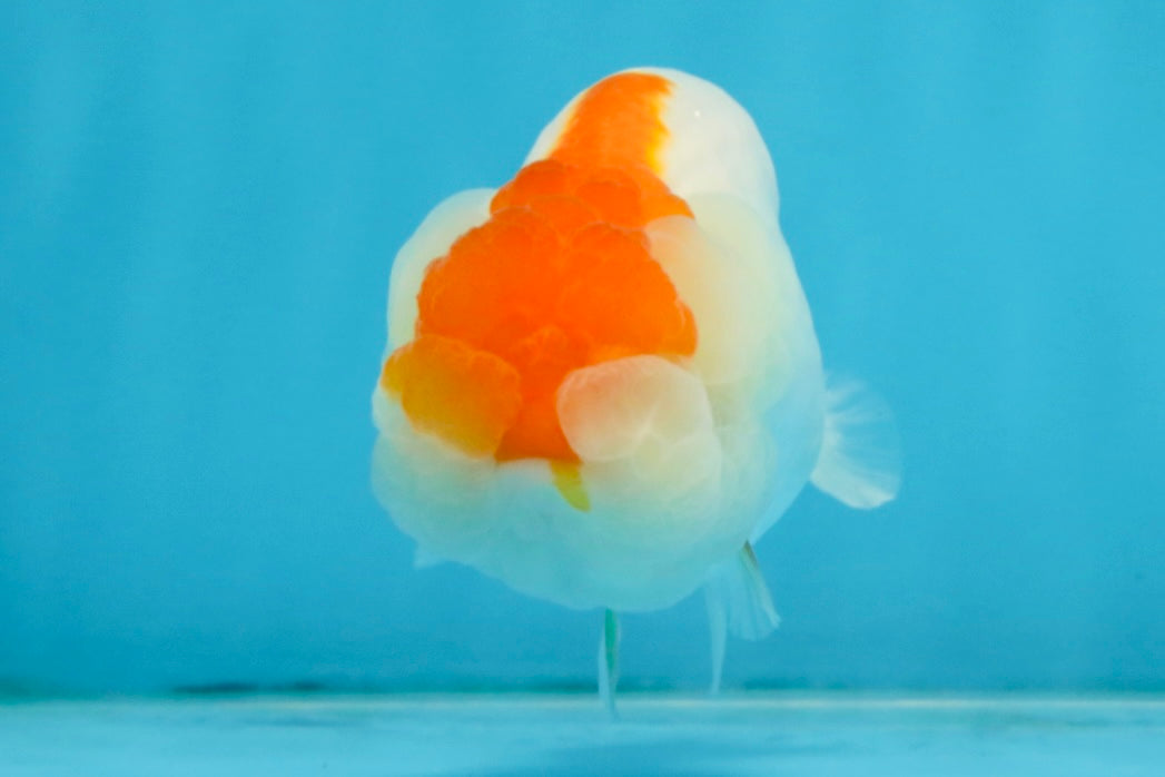 Red White LionChu 4 inches #112825LC_10