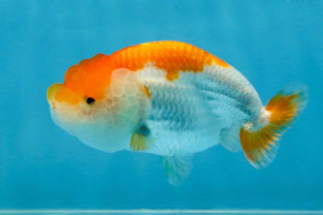 Red White Lionchu Female 4 inches #121925LC_04