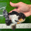 AAA Grade Tricolor Oranda Male 5-5.5 inches #0927OR_26