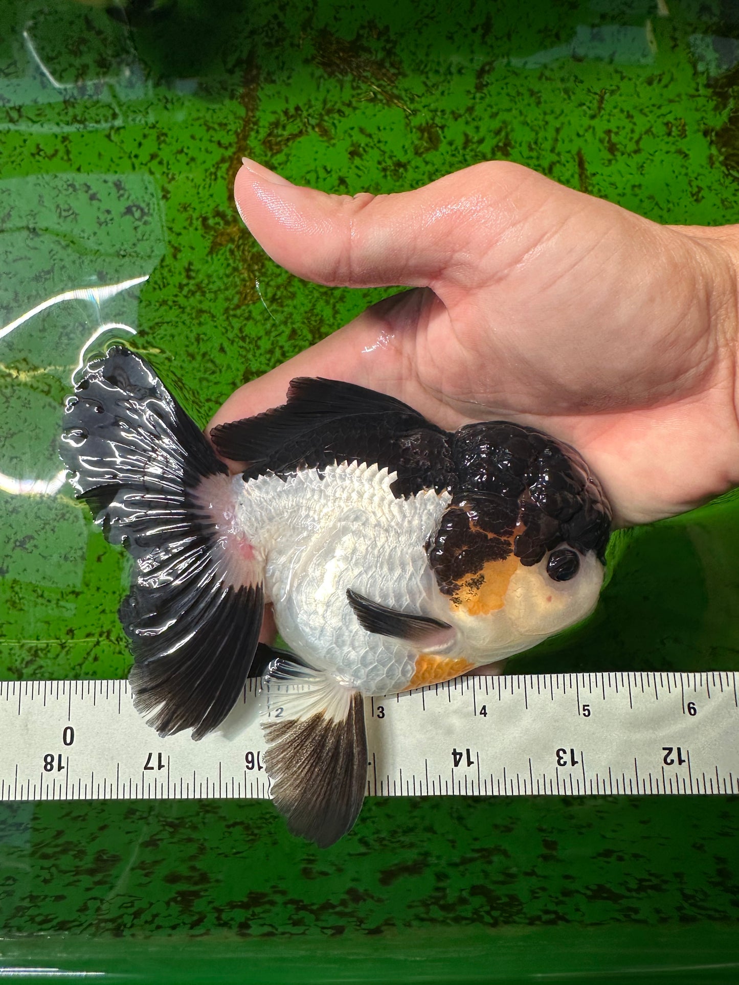 AAA Grade Tricolor Oranda Male 5-5.5 inches #0927OR_26