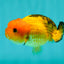 Super Cute Nugget Apache Lionchu Gender Unknown 3.5 inches #1018LC_08