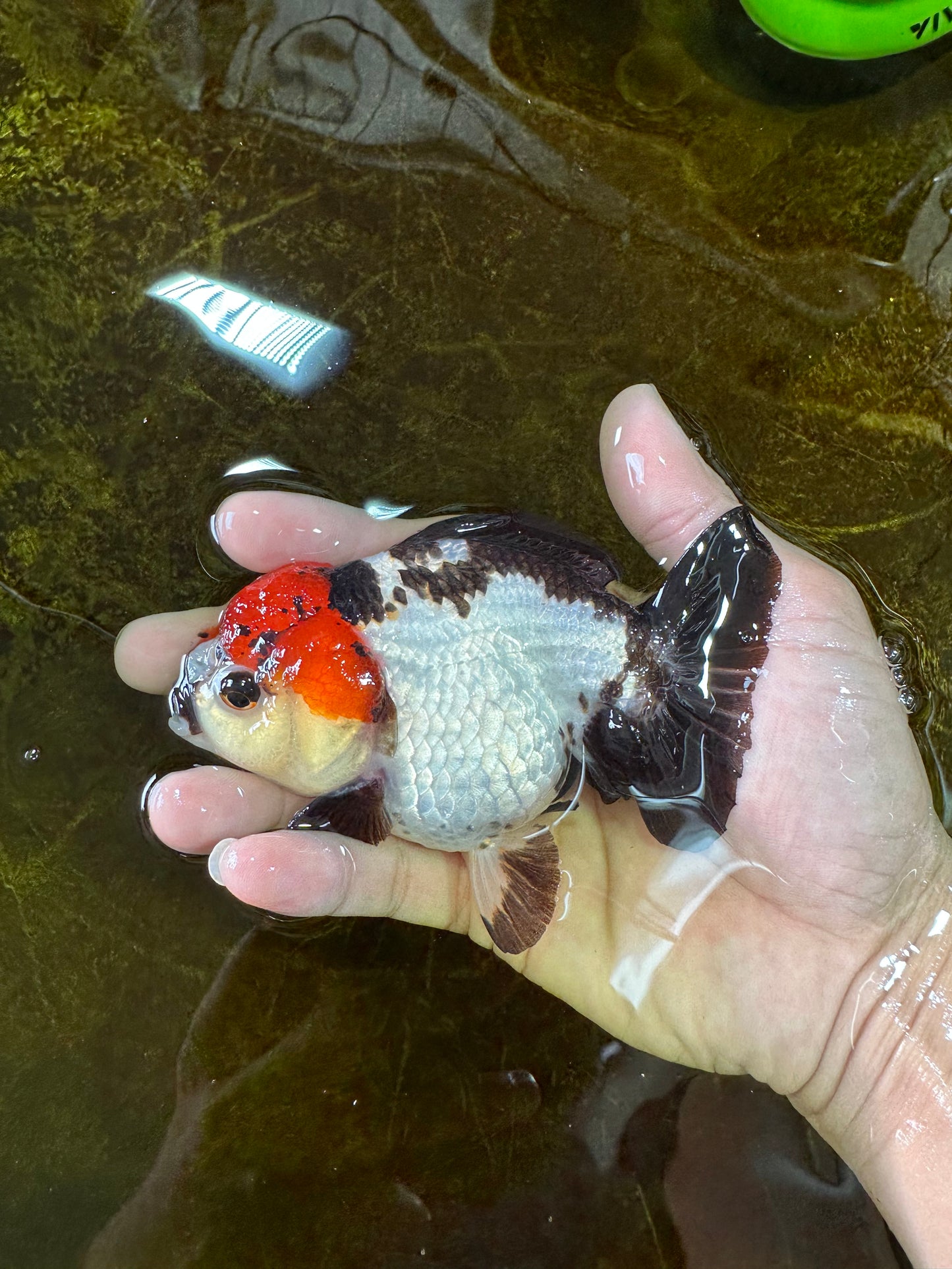 Pompom Tricolor Yuanbao Female 4.5 inches #072525YB_05