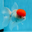 Macho Oranda de tapa roja de grado AAA de 4,5 pulgadas n.º 0913OR_10