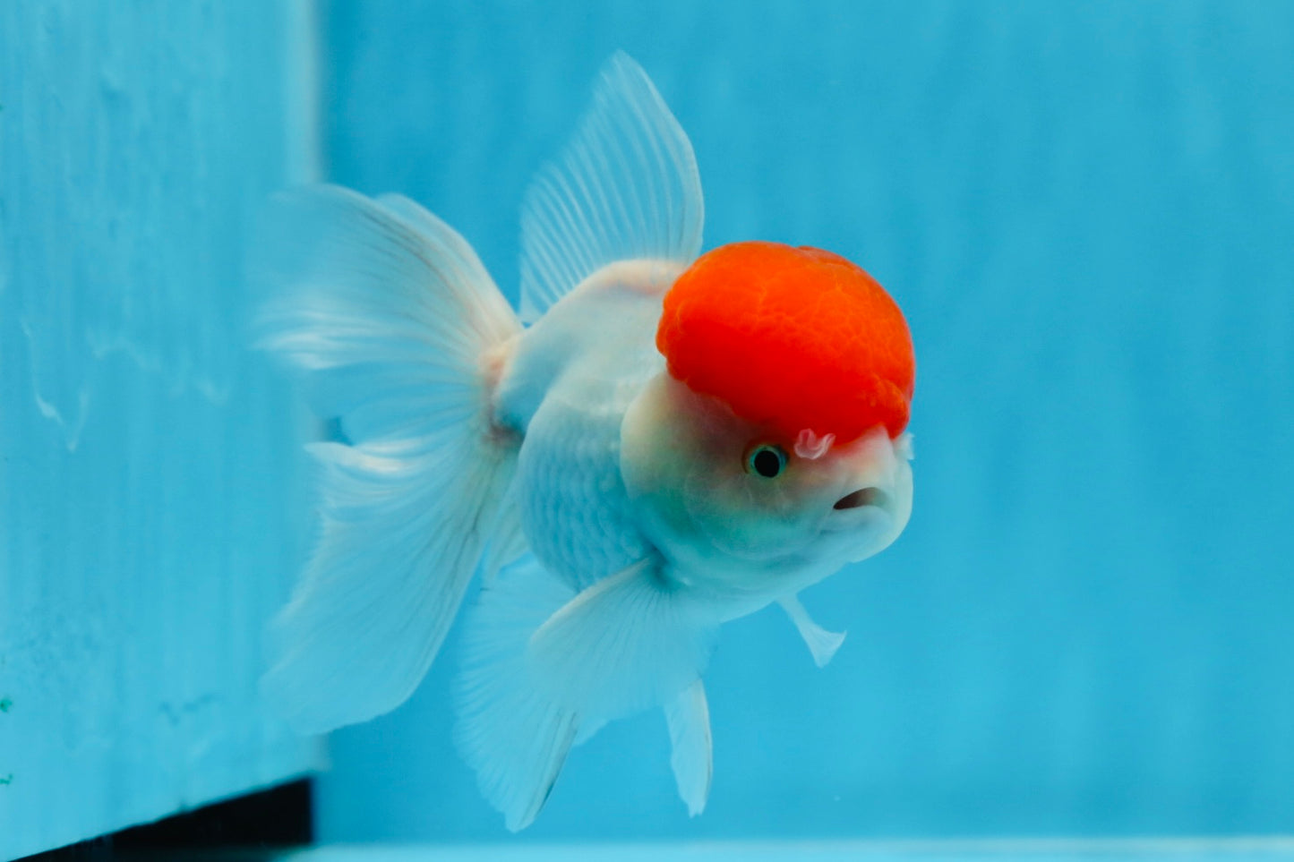 AAA Grade Red Cap Oranda Male 4.5 inches #0913OR_10