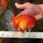 A Grade Red White Oranda Male 5.5-6 inches #082126OR_03