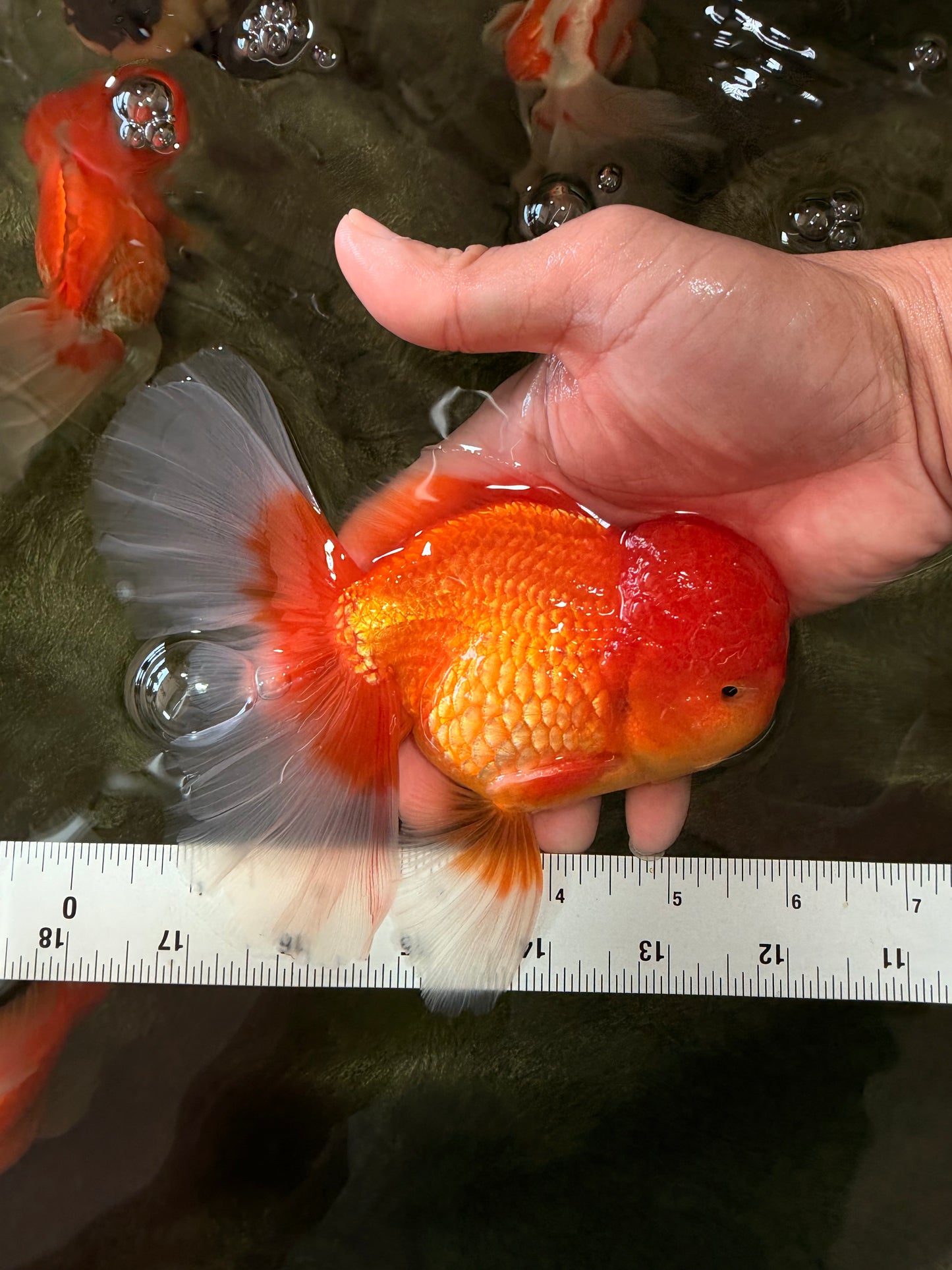A Grade Red White Oranda Male 5.5-6 inches #082126OR_03