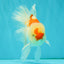 A Grade Red White Oranda Male 5.5-6 inches #082126OR_04