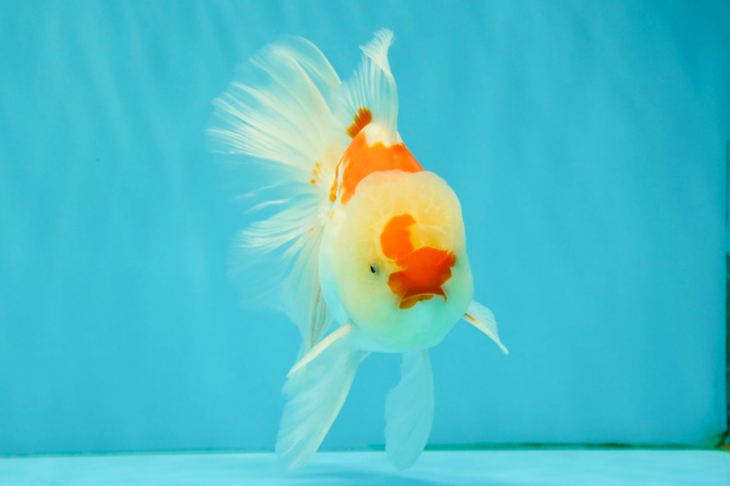 A Grade Red White Oranda Male 5.5-6 inches #082126OR_04
