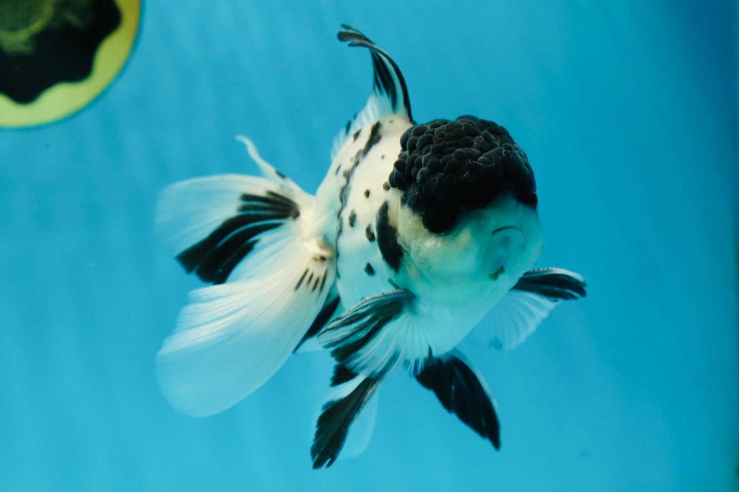 Super Panda Oranda Male 5 inches #042525OR_06