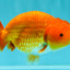 A Grade Red LionKing 4.5 inches #082126LC_19