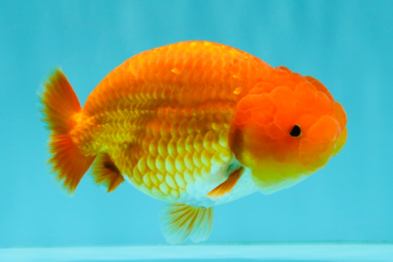 A Grade Red LionKing 4.5 inches #082126LC_19