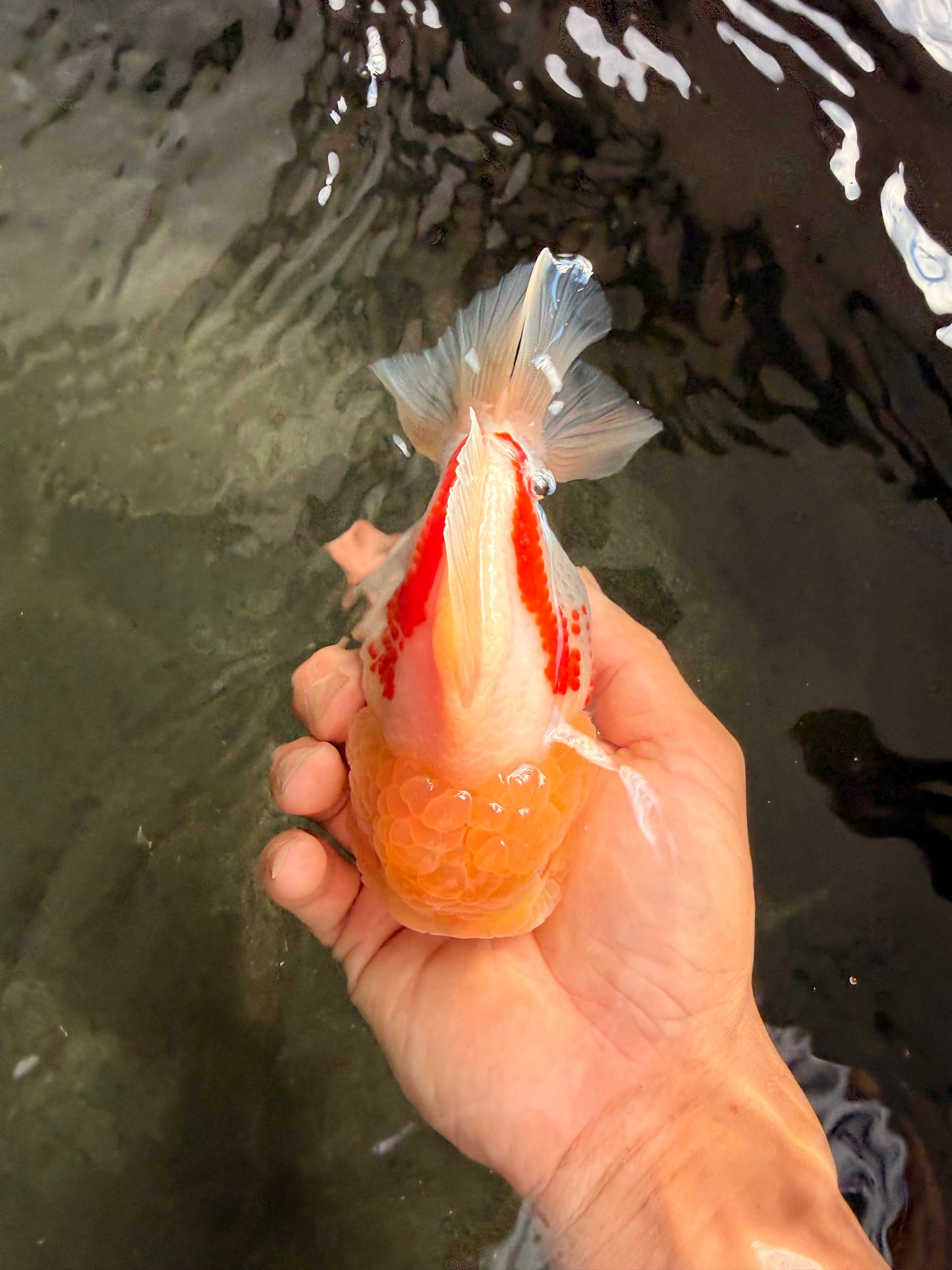 CHUBBY AAA Grade Red White Yuanbao Female 5-5.5 inches #061926YB_32