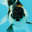 Panda Oranda Male 3-3.5 inches #1004OR_26