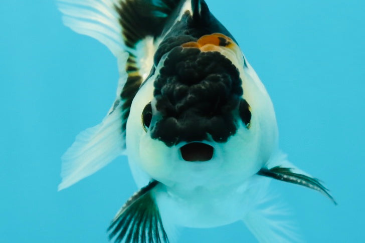 Panda Oranda Male 3-3.5 inches #1004OR_26