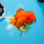 AAA Grade Cherry Sakura Oranda Female 5.5 inches #0712OR_03