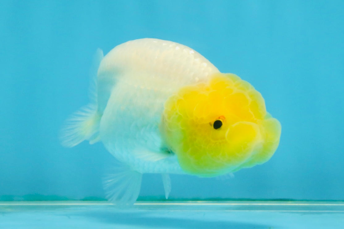 White Lionchu Female 3.5 inches #121225LC_13