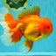TOMATO AAA Grade Broadtail Red White Oranda Male 7.5-8 inches #071026OR_03