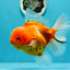 Godzilla oranda hembra joven de grado AAA de 5 a 5,5 pulgadas n.° 0510OR_17