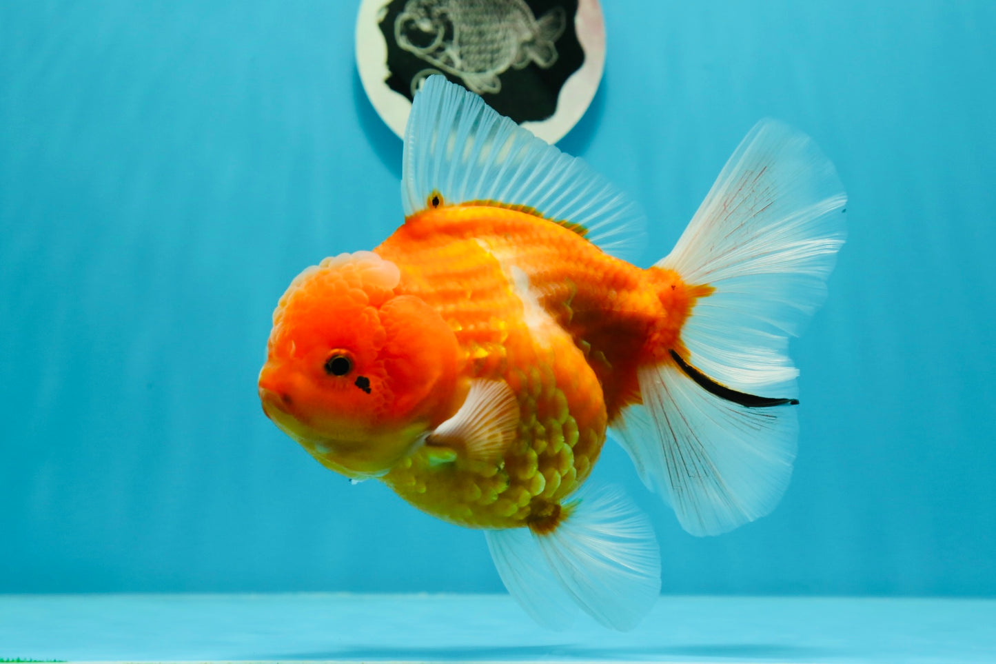 Godzilla oranda hembra joven de grado AAA de 5 a 5,5 pulgadas n.° 0510OR_17