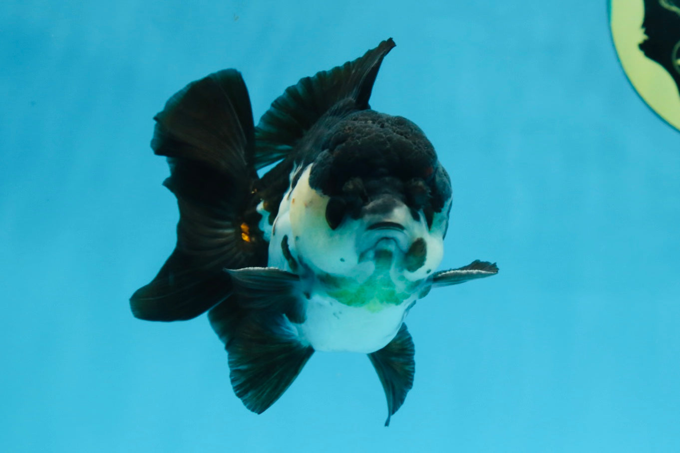 Pompom Panda Yuanbao Male 4.5 inches #072525YB_06