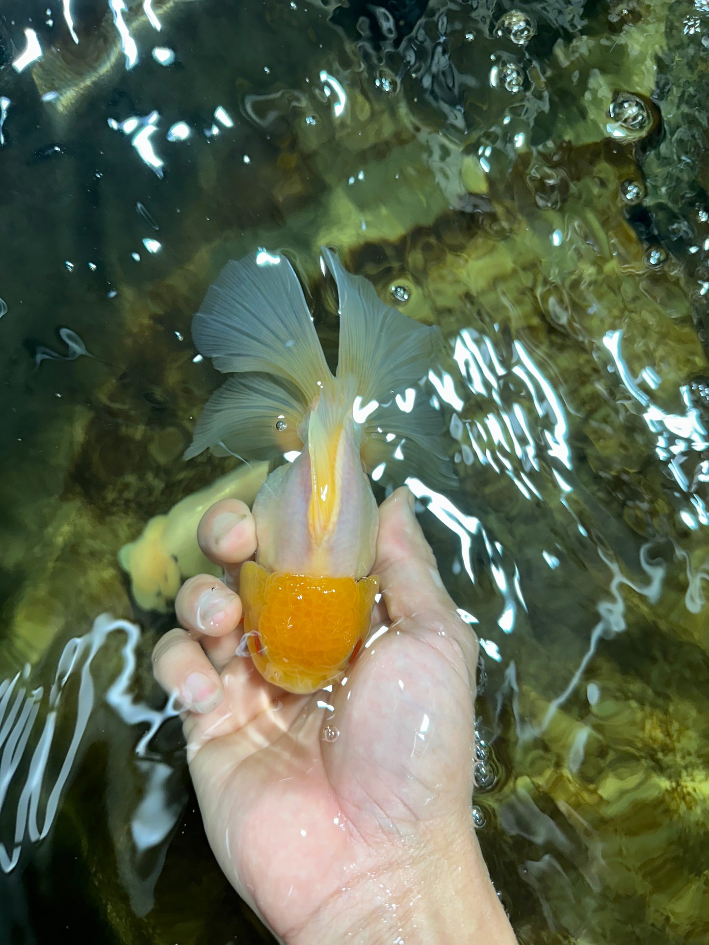 Lemonhead Oranda Male 5 inches #090525OR_17