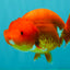 A Grade Red LionQueen 4.5-5 inches #070326LC_30