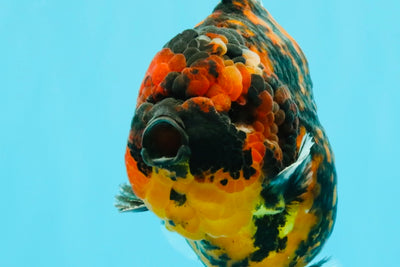 AAA Grade Godzilla Tiger Yuanbao Male 5.5-6 inches #032026YB_21