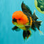 A Grade Apache Oranda Male 5.5 inches #102326OR_15