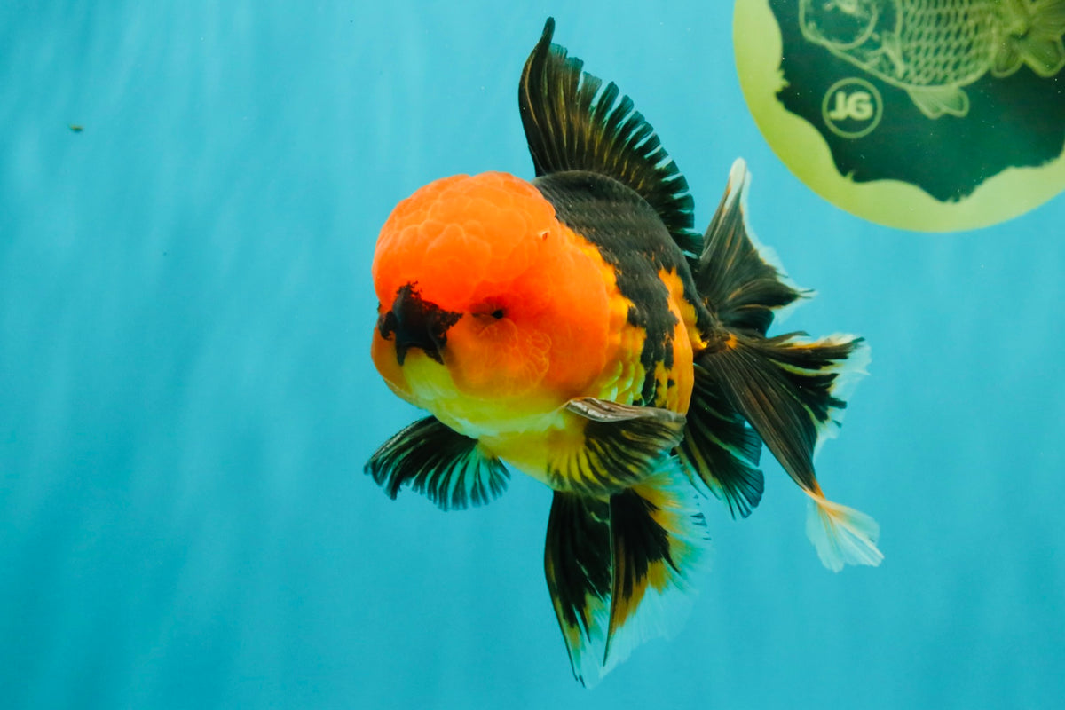 A Grade Apache Oranda Male 5.5 inches #102326OR_15