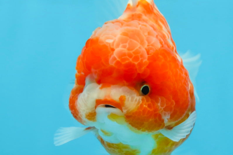 AAA Grade Cherry Sakura Yuanbao Female 4-4.5 inches #101025YB_24