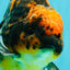 CHUNKY AAA Grade Broadtail Tiger Oranda Male 7-7.5 inches #071026OR_02