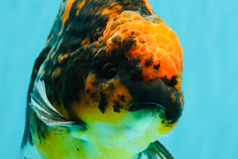 CHUNKY AAA Grade Broadtail Tiger Oranda Male 7-7.5 inches #071026OR_02