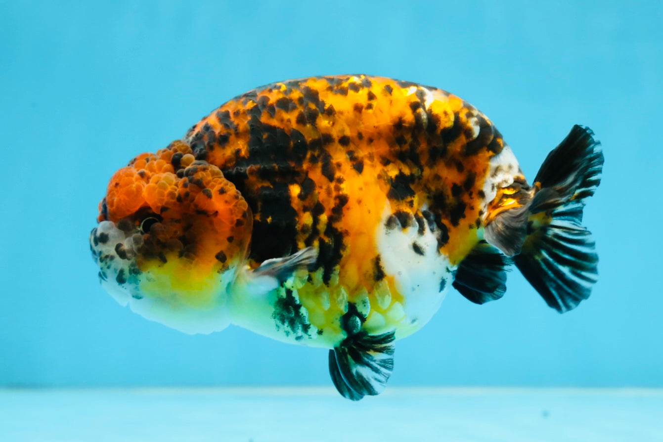 A Grade Speckle Beastie Calico Tiger LionKing 4.5-5 inches #062025LC_02