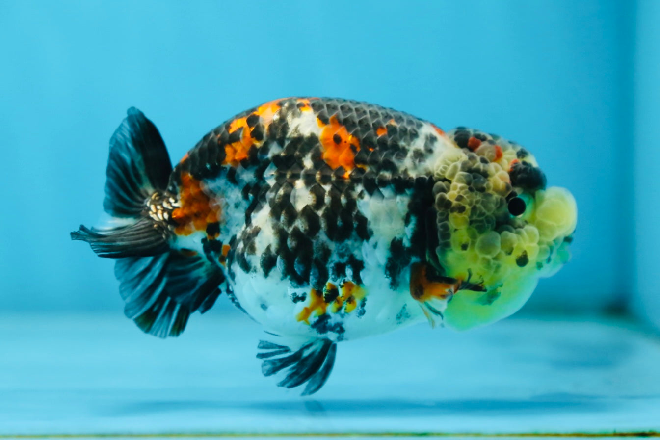 SUPER CUTE Tricolor Tiger Lionchu Female 3.5 inches #090525LC_04