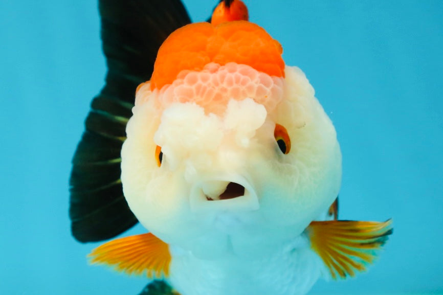 A Grade Pompom Tricolor Yuanbao Female 4 inches #050925YB_30