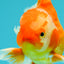 A Grade Red White Oranda Male 6 inches #071726OR_25