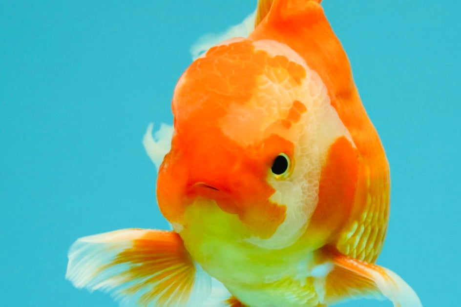 A Grade Red White Oranda Male 6 inches #071726OR_25