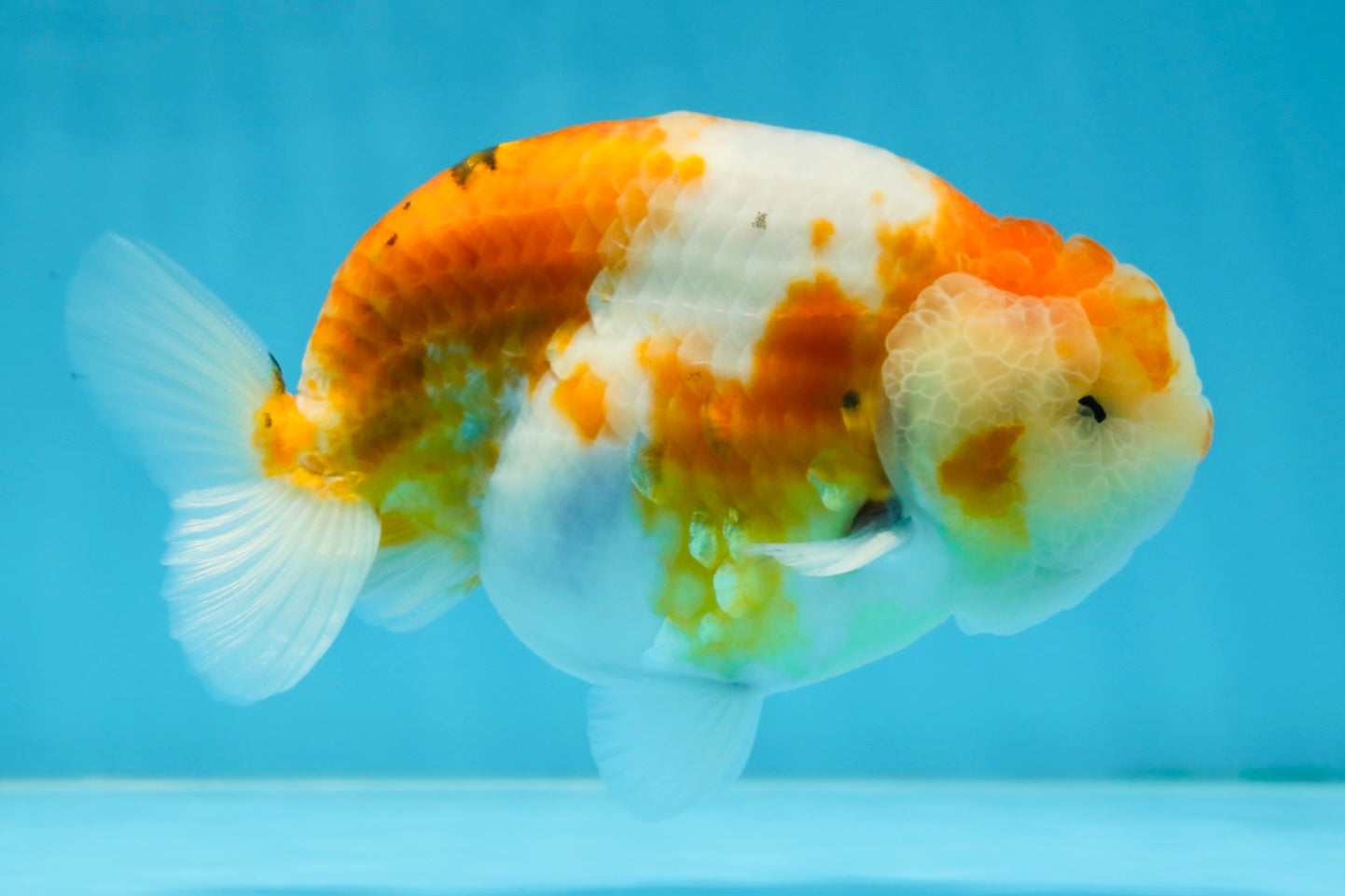 AAA Grade CHUBBY Sakura LionKing 5 inches #062025LC_03