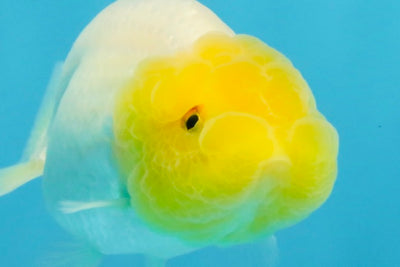 White Lionchu Female 3.5 inches #121225LC_13