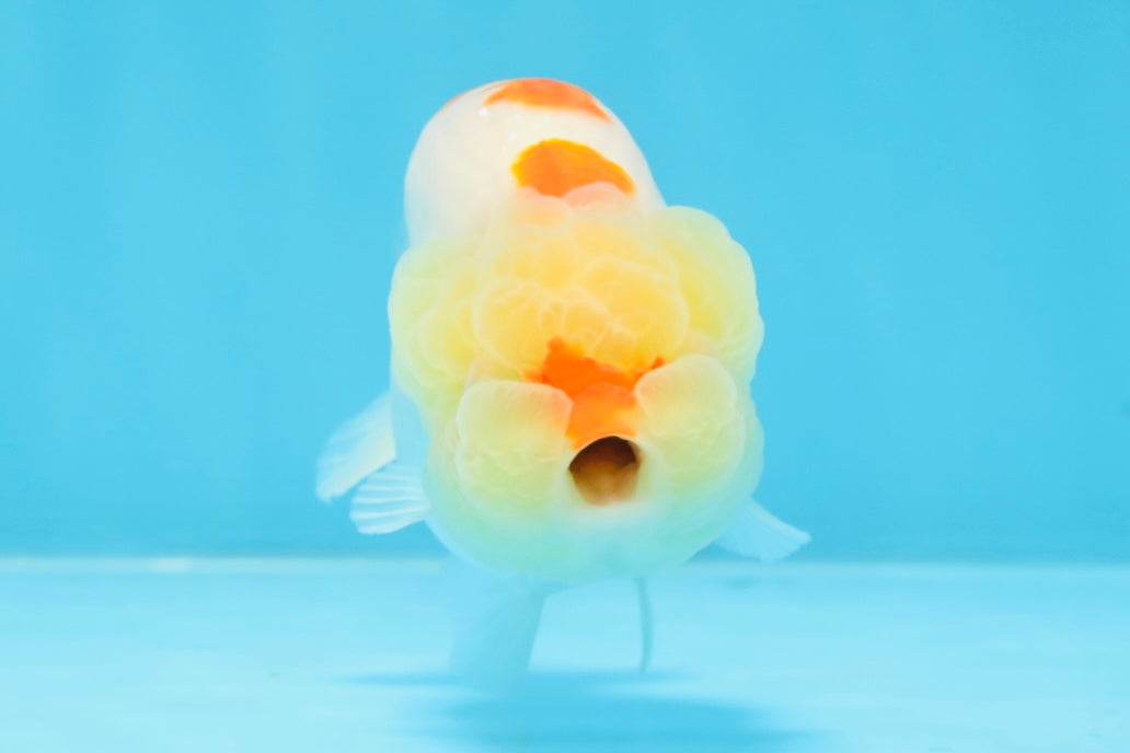 A Grade Red White Kohaku LionQueen 4 inches #101725LC_07