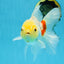 Red White Oranda Female 5.5 inches #111425OR_18