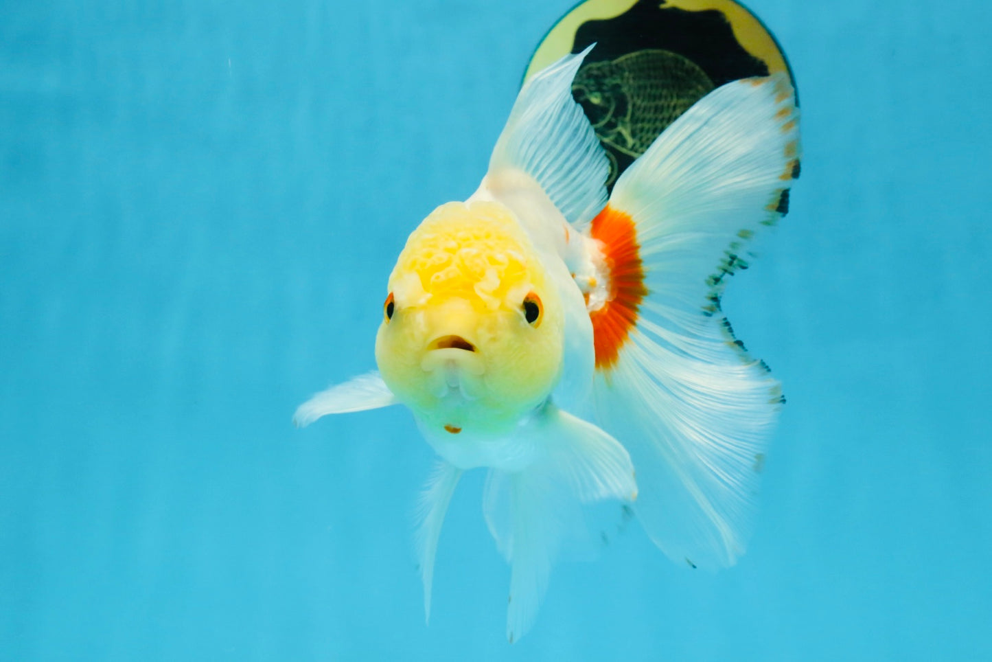 Red White Oranda Female 5.5 inches #111425OR_18