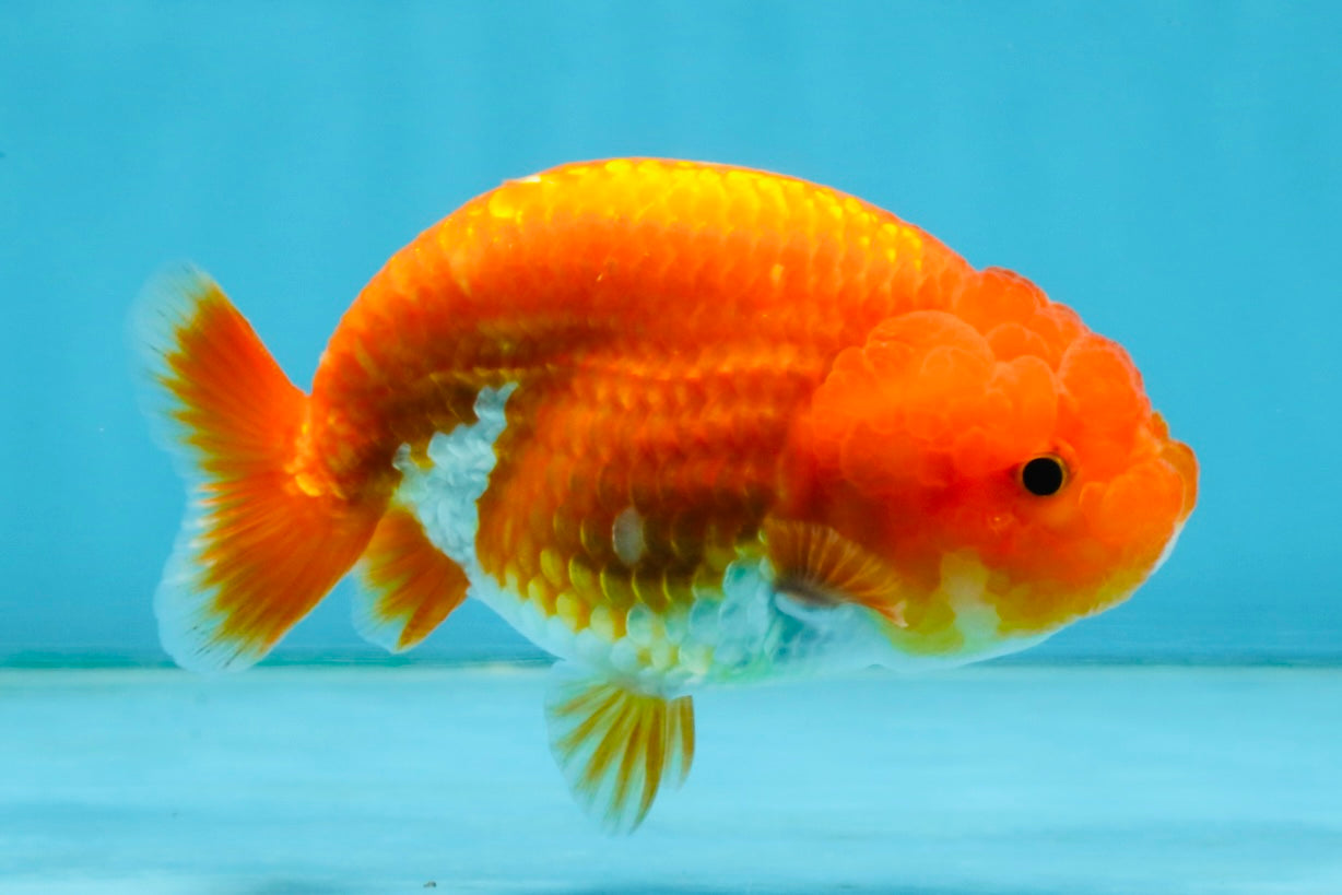 A Grade Red White LionQueen 4 inches #121225LC_09